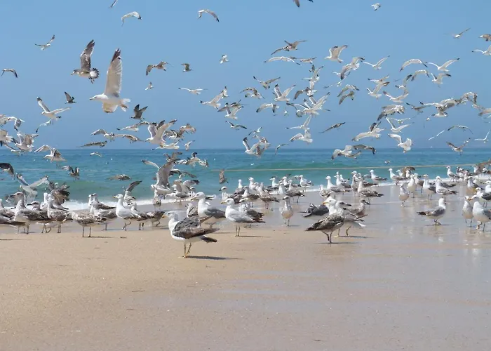 Casa Lantana Figueira da Foz