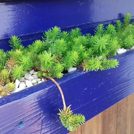 Ferienhaus Casa Lantana Figueira da Foz