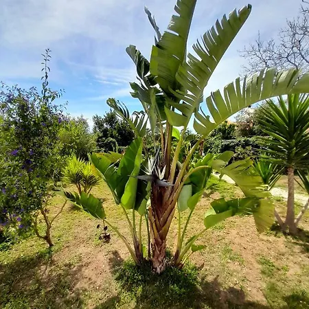 Casa Lantana * Figueira da Foz