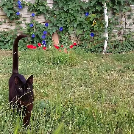 Ferienhaus Casa Lantana