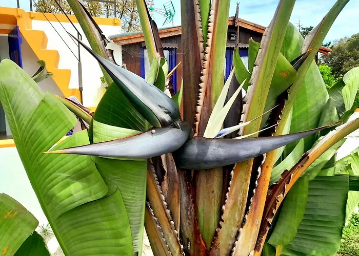 Casa Lantana Dom wakacyjny *